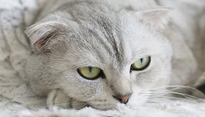 火狐电竞：点燃你的竞技灵魂，追风穿云的电竞新纪元